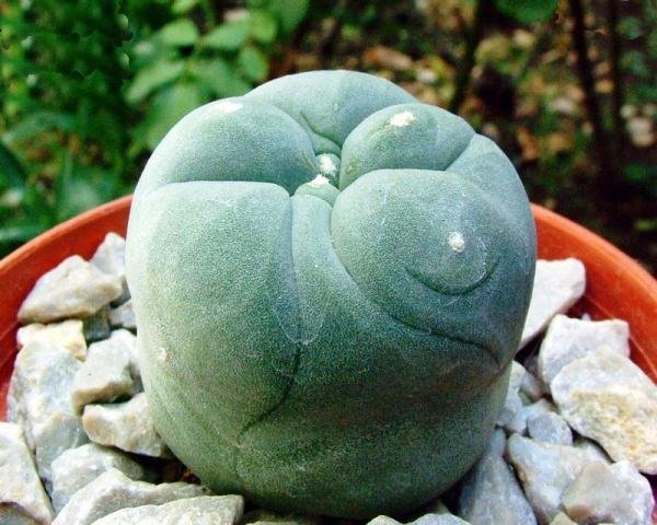 Lophophora_diffusa_1